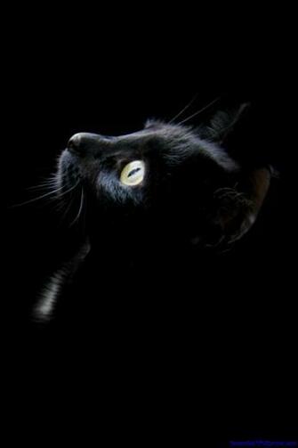 Black Cat iPhone Wallpaper Photo Galleries And