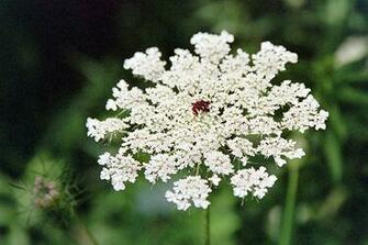 Minnesota Seasons Queen Anne S Lace