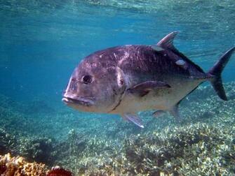 Best Ulua Wallpaper