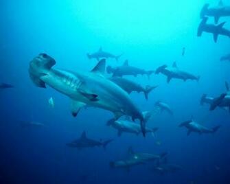 Hammerhead Sharks Wallpaper