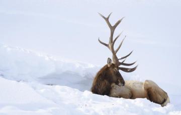 Wallpaper Winter Snow Deer Image For Desktop Section