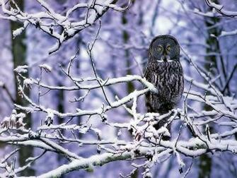 Owl Landing In The Snow Wallpaper High Resolution