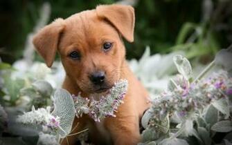 Funny Puppy Animal HD Wallpaper High Quality