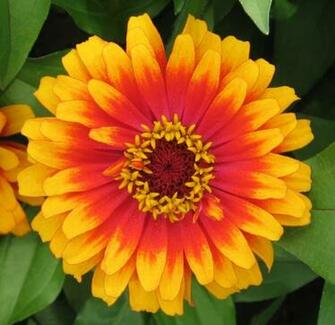 Pictures Of Bright Flowers Desktop Background