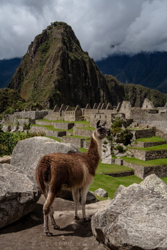 Lama In Machu Picchu Wallpaper