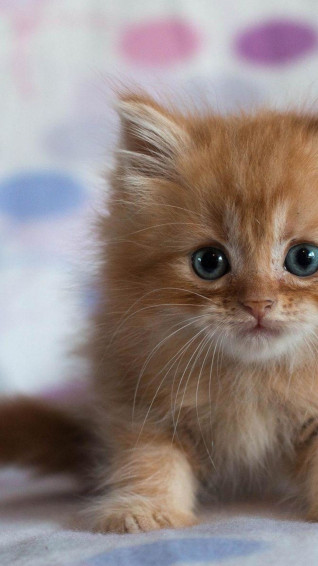 Cute Kitten Picture Wallpaper
