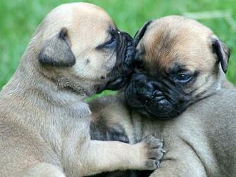 Lovely Bullmastiff Puppies Wallpaper HD