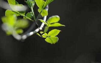 Green Branch Tree Fragile Leafs Wallpaper Nature