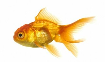 Pictures Goldfish Beautiful New HD Wallpaper And