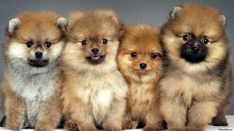 Pics Photos Two Pomeranian Wallpaper