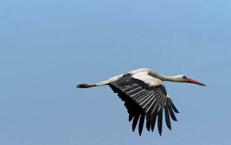 Stork Wallpaper Magic4walls