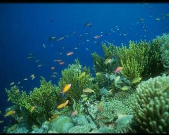Under Ocean Wallpaper