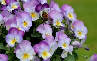 Pansies Wallpaper