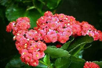 Coral Flower Photos Wallpaper The Fun Bank