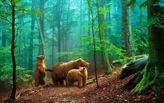 Grizzly Bear Wallpaper