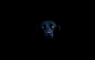 Dog Mac Wallpaper