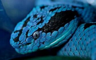 Viper Snake Wallpaper