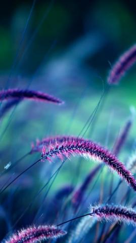 Wallpaper Grass 5k 4k Purple Ears Nature