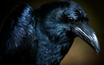 Animal Crow Wallpaper