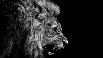 Lion Wallpaper Resolution