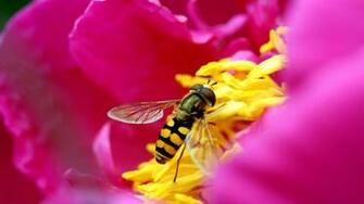 In HD Wallpaper Bee Flower For Desktop