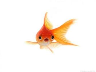 Goldfish Wallpaper