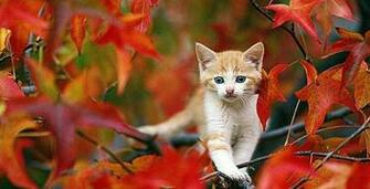 3d Cat Wallpaper