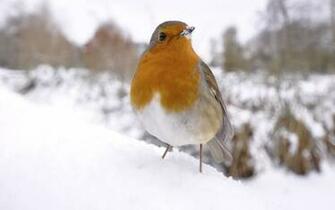 Bird Snow Winter White Red Desktop Wallpaper Hq Photo