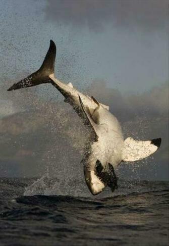 Return To Amazing Marine Life Photographs Pics