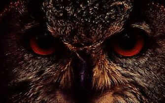 Select Set As Desktop Background Wallpaper Animals Birds