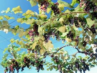 Beautiful Wallpaper For Desktop Grape HD