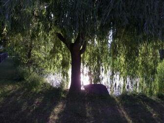 Weeping Willow Tree Wallpaper