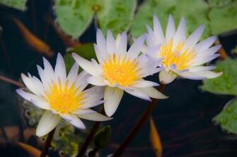 Lotus Flower HD Wallpaper High Definition iPhone