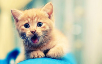 Cute Kitten Picture Wallpaper