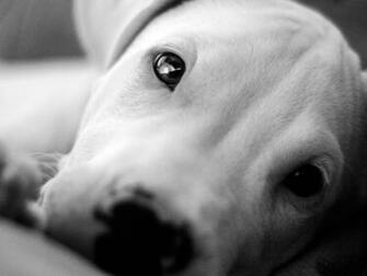 Beautiful Eyes Dogo Argentino Wallpaper And Image