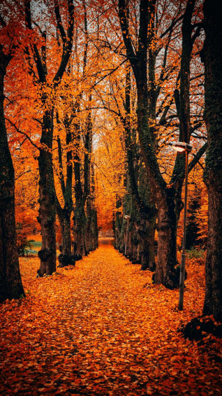 Fall Wallpaper