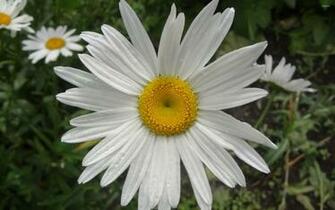 Daisy With Water Drops Wallpaper Flower
