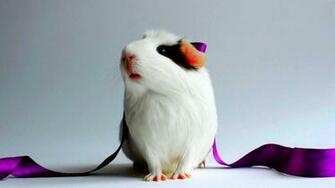 Hamster Wallpaper Best
