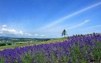 Scenic Summer Field Japan Hokkaido Country Scenery Wallpaper