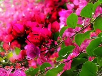 Bougainvillea Wallpaper X Net