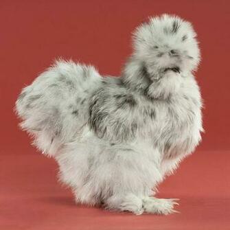 Day Old Chicks Blue Silkie Bantam