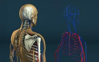 Human Anatomy By Stefan1502