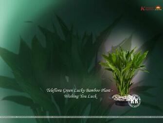 Pics Photos Feng Shui Wallpaper Desktop