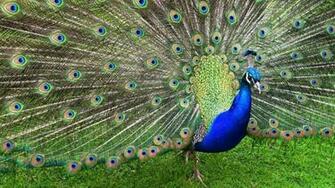 Peafowl Wallpaper Studio Tens Of