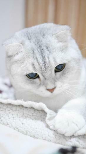 Scottish Fold Cat Phone Wallpaper Lockscreen HD 4k Android Ios