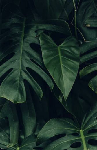 Palm Leaves Hawaii Aesthetic Tropical Plants Plantspo