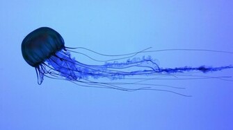 Jellyfish Wallpaper