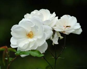 Beautiful Flowers Russ Nikita Desktop