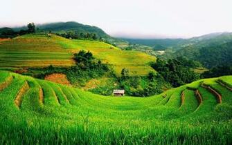 Rice Terrace Wallpaper And Background Image Net