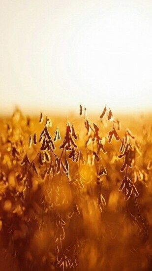 Autumn Harvest Nexus Wallpaper And Background